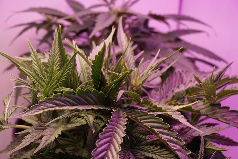 supercropping cannabis | Sensory Seeds 