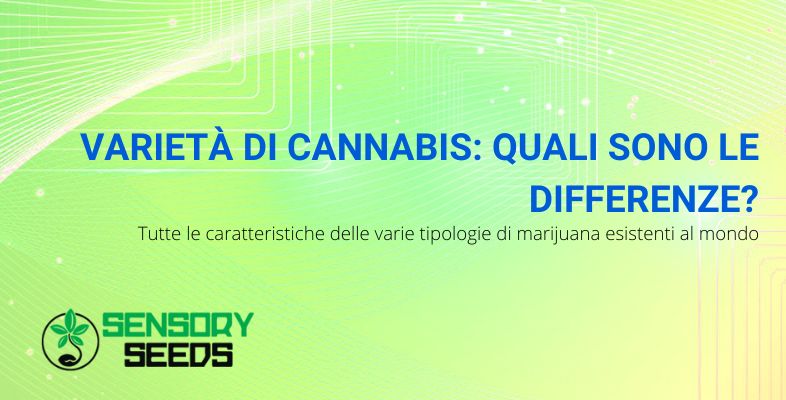 le varietà di cannabis
