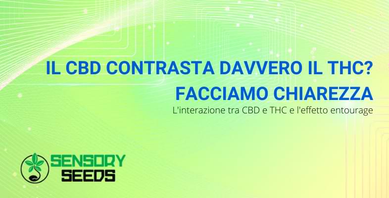 il CBD contrasta il THC | Sensory Seeds