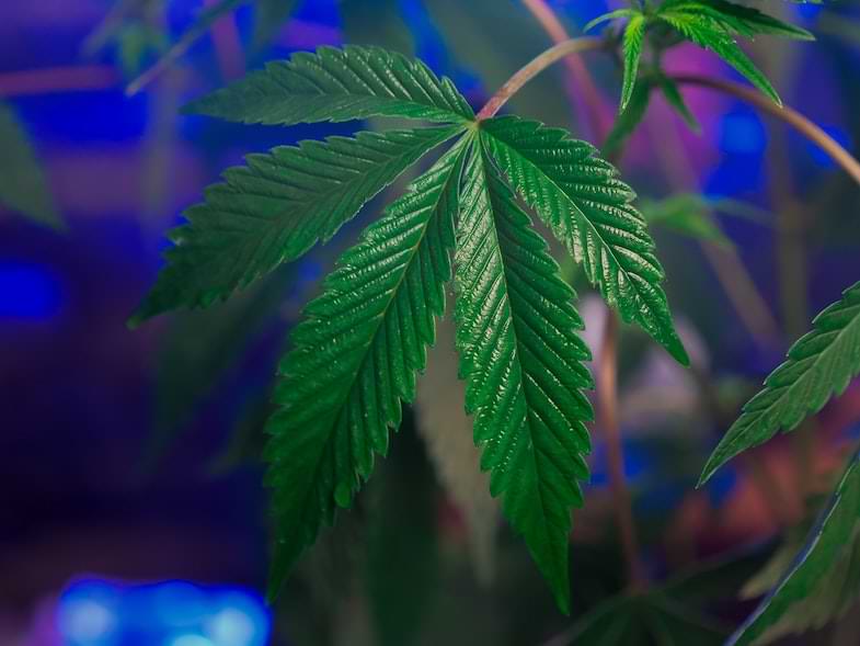 CBE e THC | Sensory Seeds