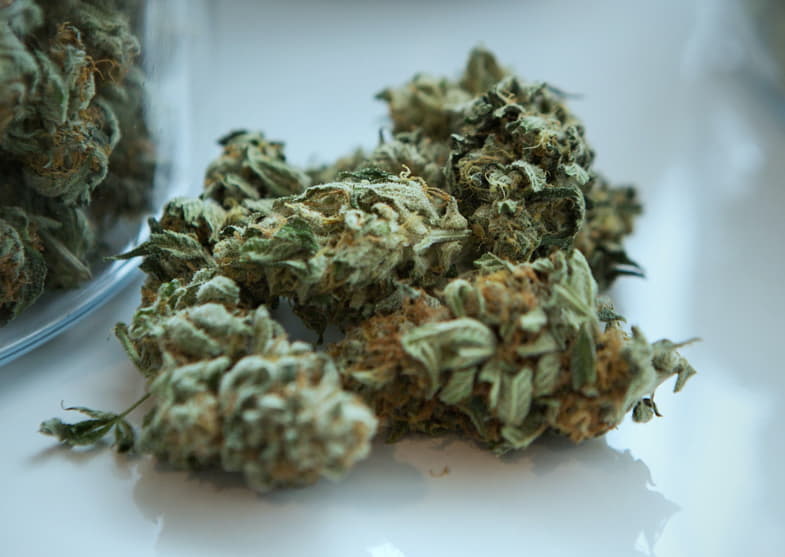 Infiorescenza di cannabis ruderalis