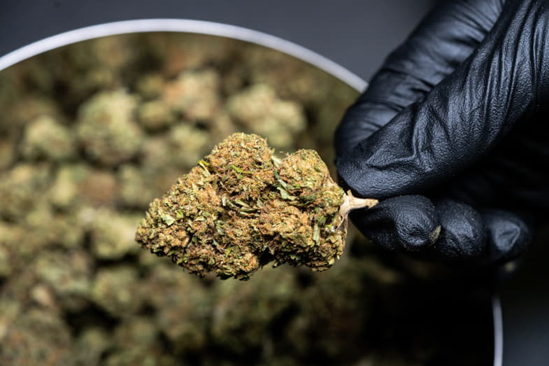 Una mano guantata che regge una cima di cannabis