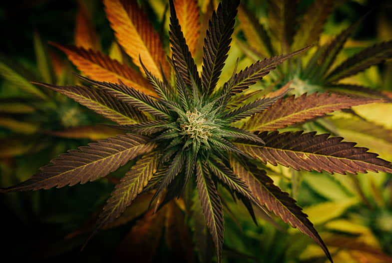 Pianta di cannabis sativa