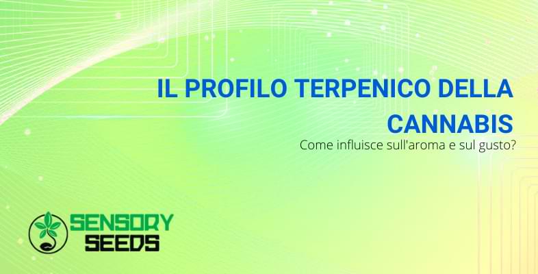 profilo terpenico della cannabis | Sensory Seeds