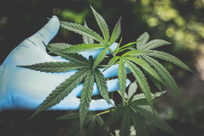 La pianta di marijuana, come riconoscerla?