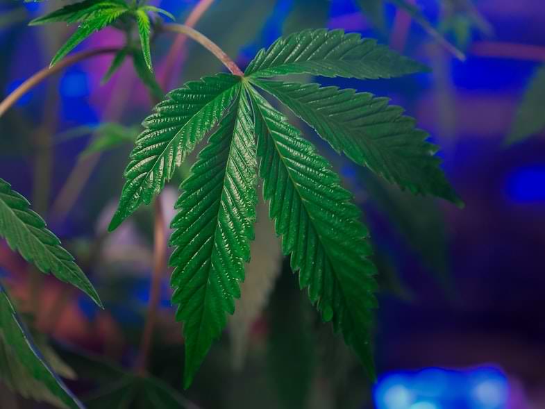 supercropping cannabis | Sensory Seeds 