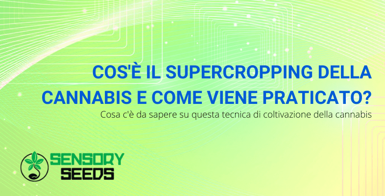 supercropping cannabis | Sensory Seeds