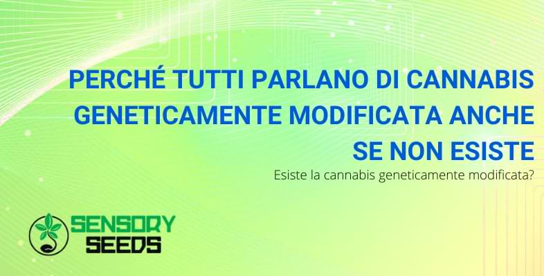 cannabis geneticamente modificata | Sensory Seeds