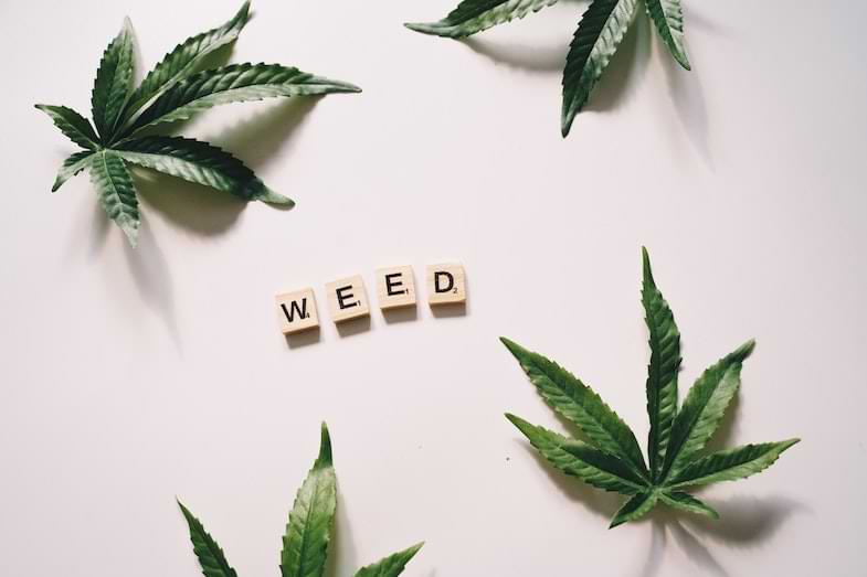 cannabis in serra | Sensory Seeds