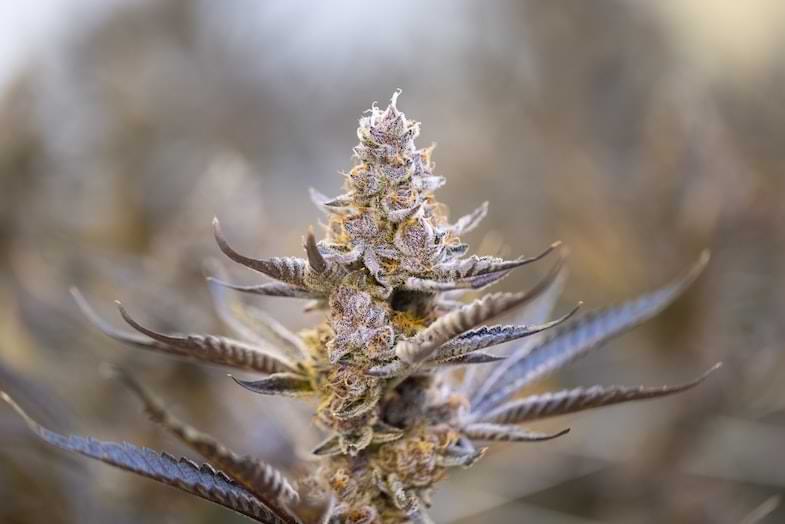 cannabis in serra | Sensory Seeds