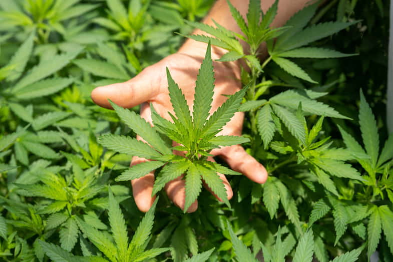 Foglie di marijuana