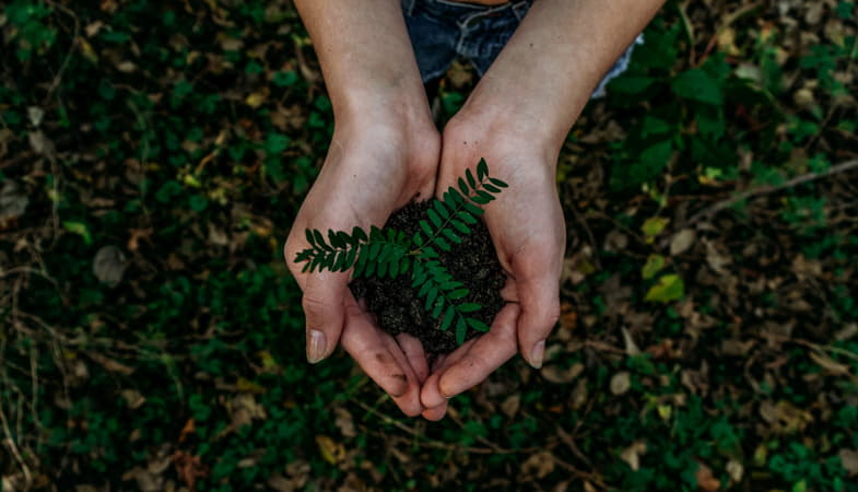 Mani che reggono una piantina | SensorySeeds