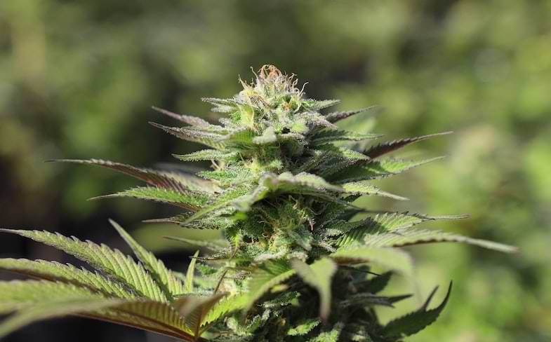 cannabis geneticamente modificata | Sensory Seeds