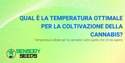 temperatura ottimale cannabis | Sensory Seeds