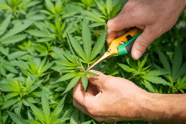 Coltivatore pota una pianta di cannabis