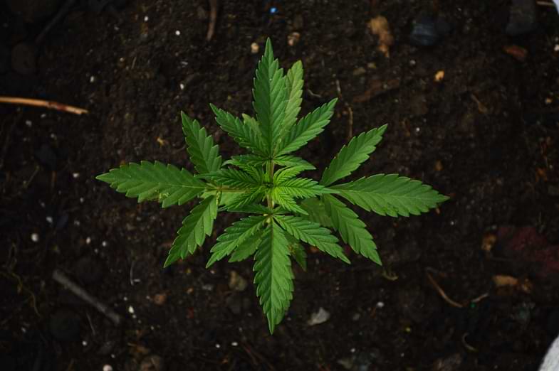 La cannabis può aiutare a gestire l'insonnia | Sensoryseeds