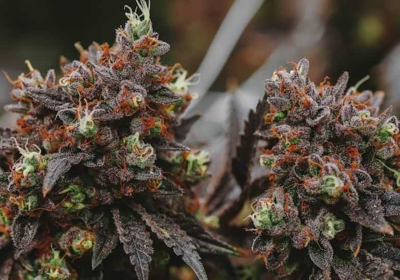 Varietà cannabis Kush | Sensoryseeds 