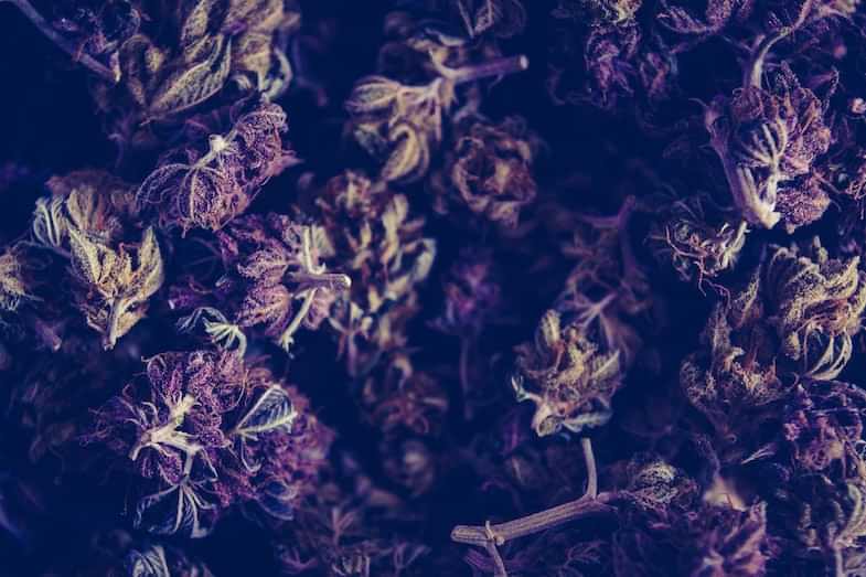 Cime essicate di cannabis Master Kush | Sensoeyseeds
