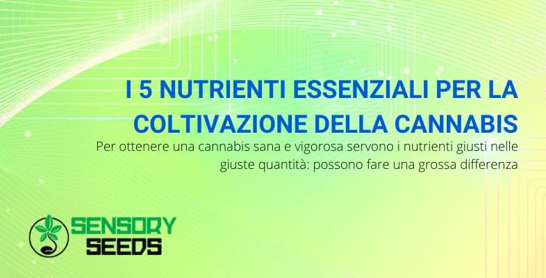 Coltivazione della cannabis e 5 nutrienti essenziali | Sensoryseeds