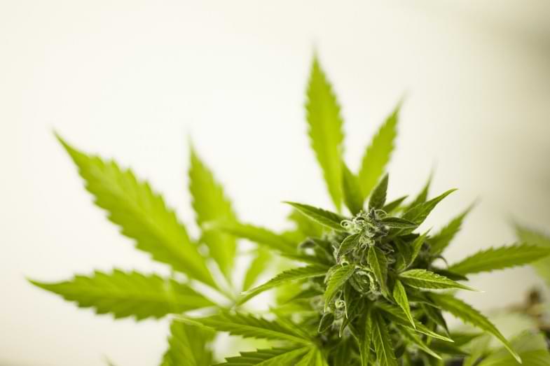 Il ruolo della cannabis nel sesso | Sensoryseeds