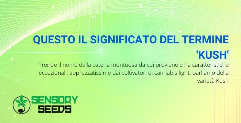 Ecco qual è il significato del termine kush | Sensoryseeds