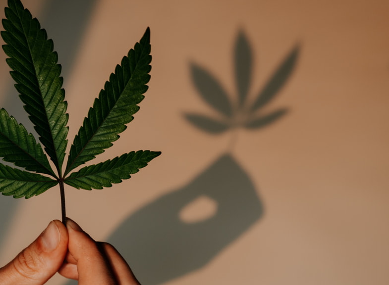 Foglia di cannabis retta da una mano di uomo | SensorySeeds