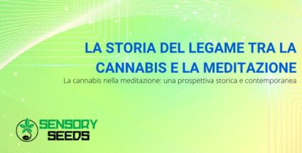Cannabis e meditazione | Sensoryseeds