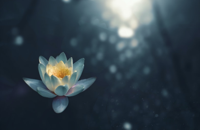 Fiore di loto | Sensoryseeds