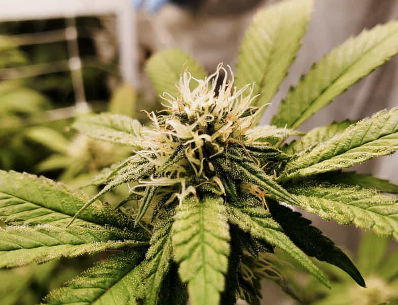 Foglie e infiorescenza di marijuana | Sensoryseeds