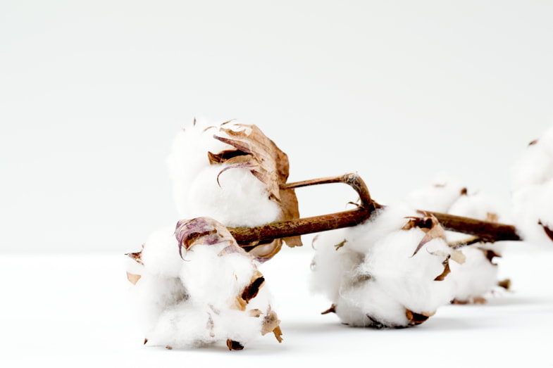 Batuffoli di cotone | Sensoryseeds