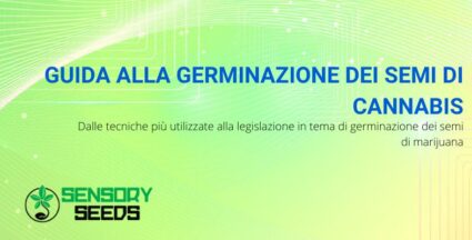 Guida alla germinazione dei semi di cannabis | Sensoryseeds