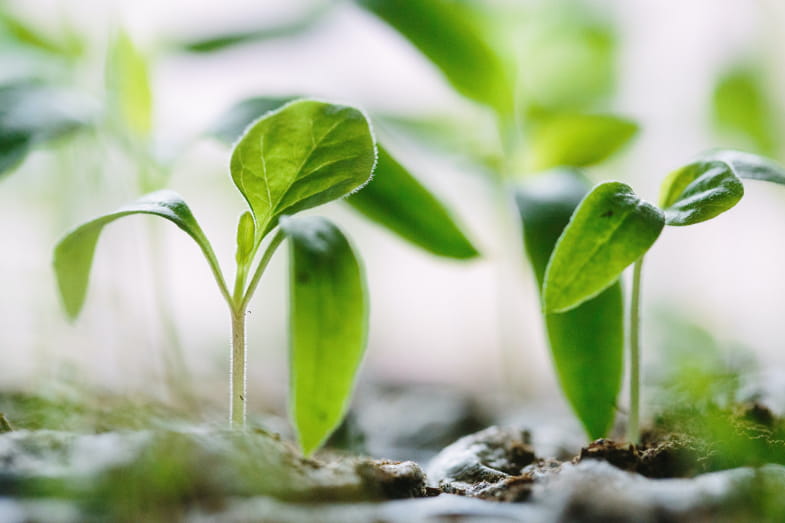 Germogli di cannabis che crescono | Sensoryseeds