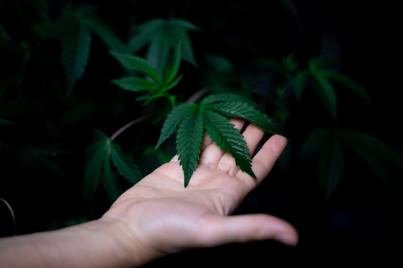 Mano che regge una foglia di marijuana autofiorente | Sensoryseeds