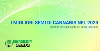 I migliori semi di cannabis nel 2023 | Sensoryseeds