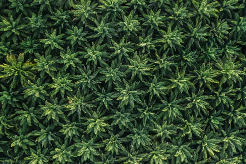 Piantagione di cannabis vista dall'alto | Sensoryseeds