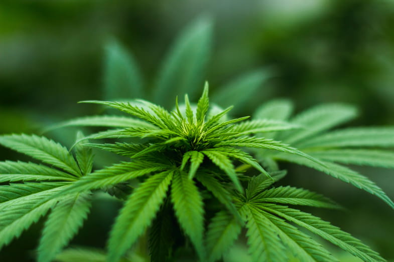 Cima di una pianta di cannabis | Sensoryseeds