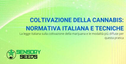 Coltivazione della cannabis: la normativa e le tecniche più diffuse | Sensoryseeds