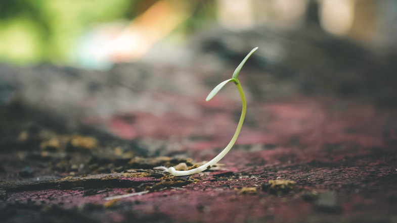 Germoglio di cannabis che cresce | Sensoryseeds