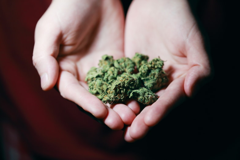 Infiorescenze di cannabis sulle mani di una donna | Sensoryseeds