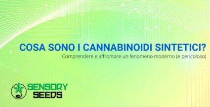 Cosa sono i cannabinoidi sintetici? | Sensoryseeds