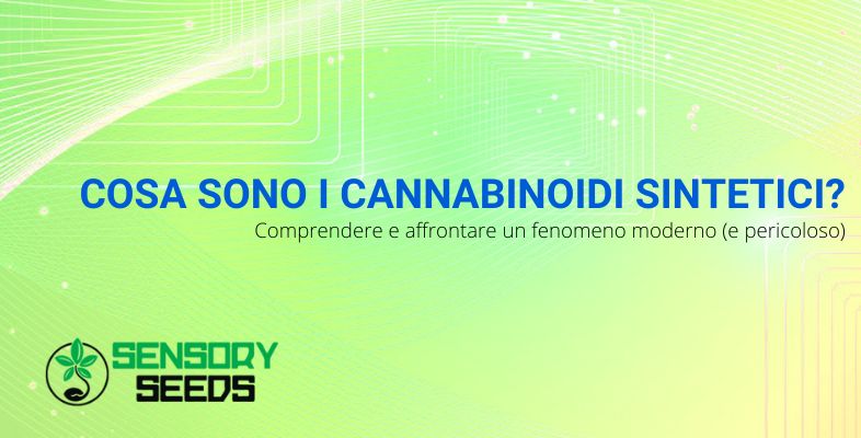 Cosa sono i cannabinoidi sintetici? | Sensoryseeds