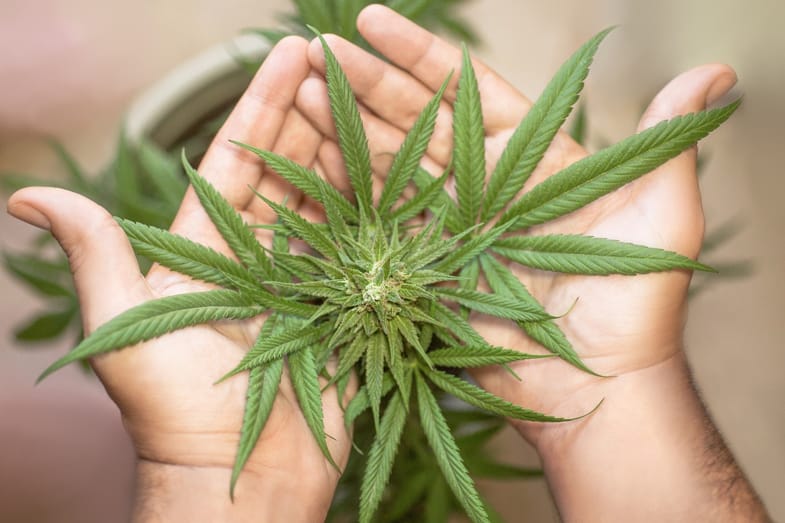 Agricoltore che tiene in mano una pianta di marijuana | Sensoryseeds