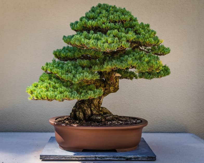 Bonsai ben curato | Sensoryseeds