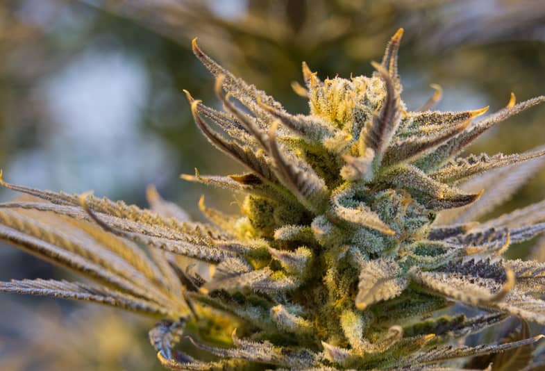 Marijuana gialla | Sensoryseeds