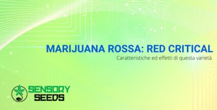 Marijuana rossa | Sensoryseeds