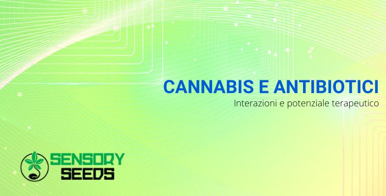 Cannabis e antibiotici | Sensoryseeds