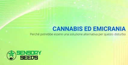 Cannabis ed emicrania | Sensoryseeds