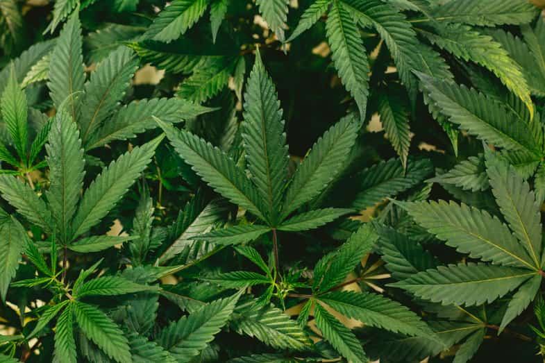 Foglie di marijuana | Sensoryseeds