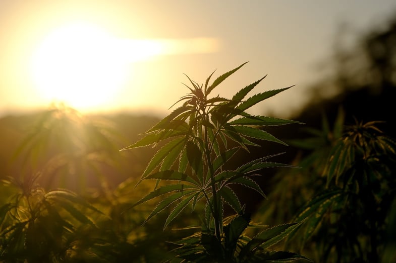 Pianta di marijuana con alle spalle un tramonto | Sensoryseeds