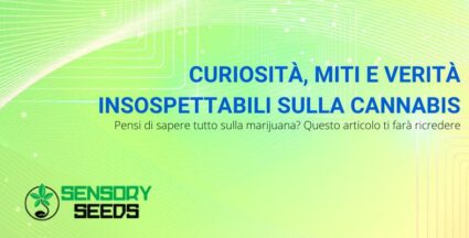 Curiosità sulla cannabis | Sensoryseeds